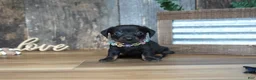 Miniature Dachshund dogs for sale: Abbi - Ad 4