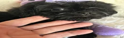 Shihpoo dogs for sale: Shihpoo 3 - Ad 6