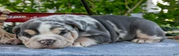 Beabull dogs for sale: Jackie - Ad 3