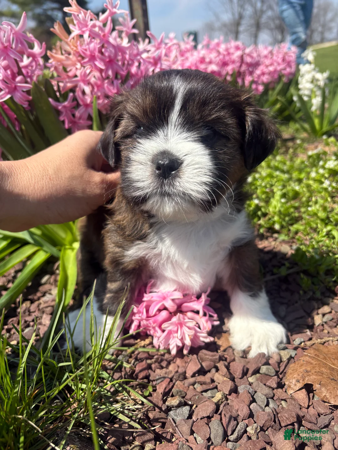 Mixed Breed dogs for sale: Mocha  - Ad 2