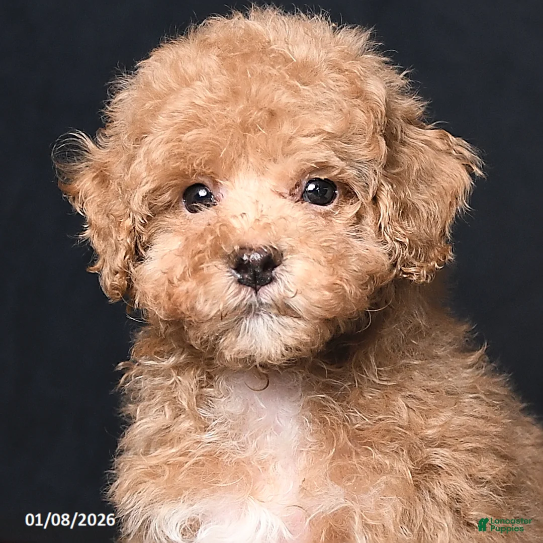 Toy Poodle dogs for sale: Tiny Kodac - Ad 5