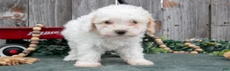 Toy Poodle dogs for sale: Daisy - Ad 3