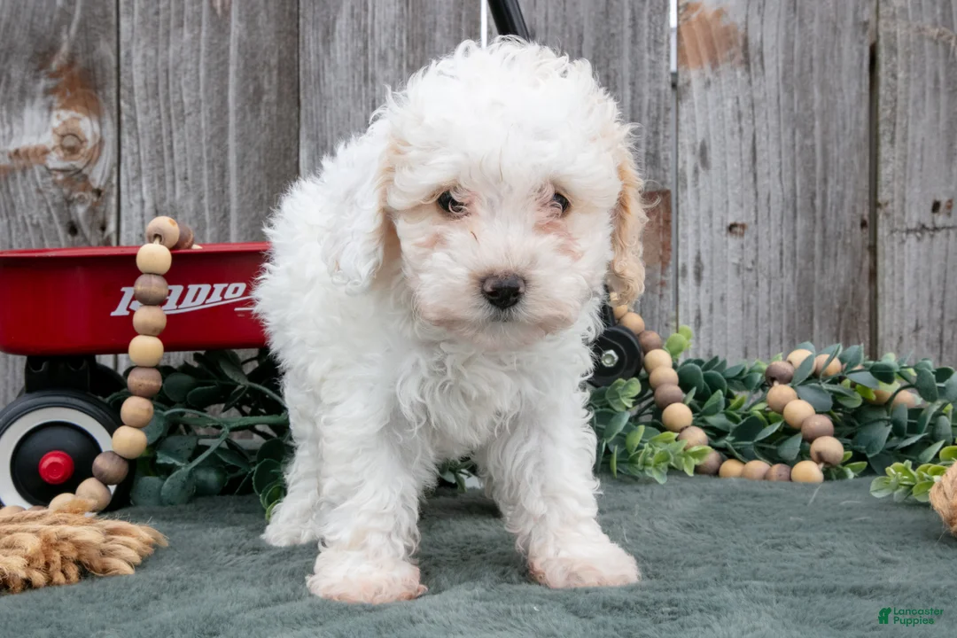 Toy Poodle dogs for sale: Daisy - Ad 3