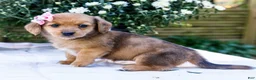 Mixed Breed dogs for sale: Daisy - Ad 4