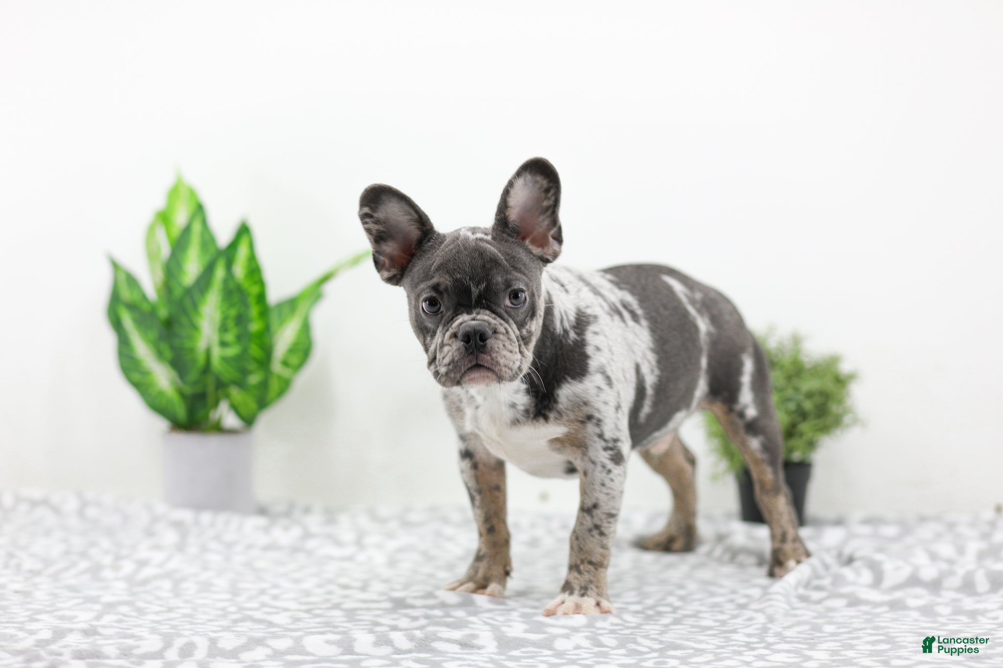 Merle French Price Of Purebred French Bulldog Fluffy French