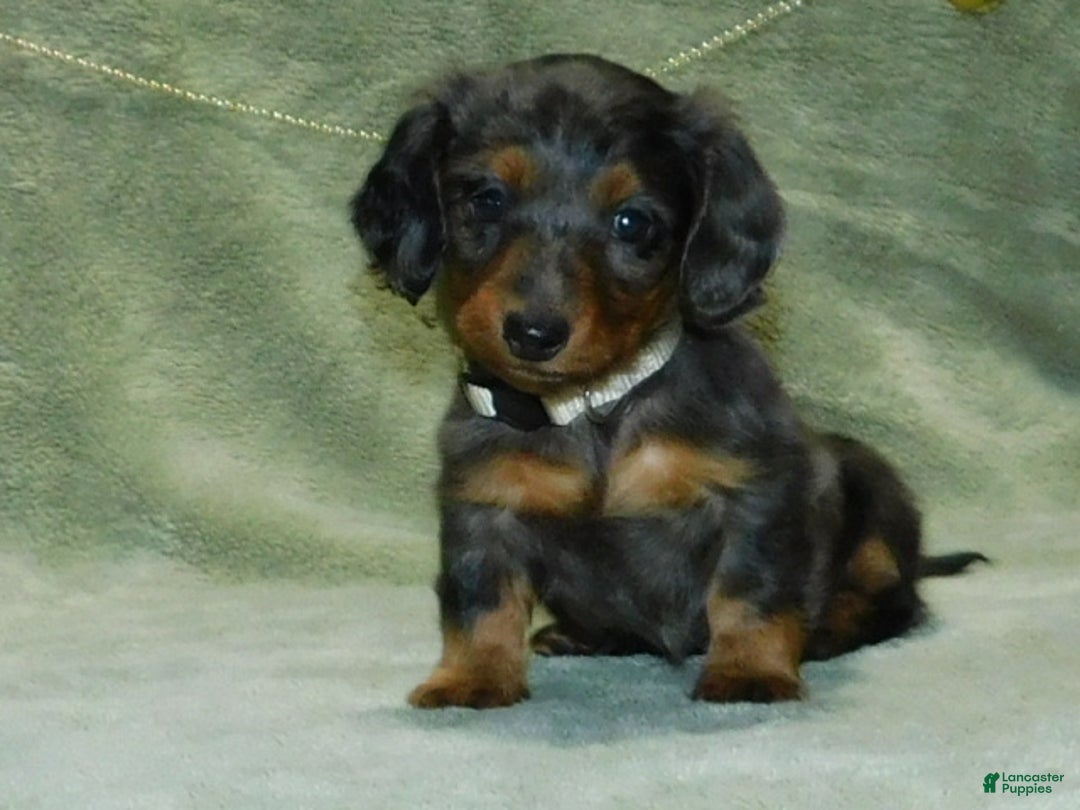Miniature Dachshund dogs for sale: Miniature Dachshund Puppy 1 - Ad 13