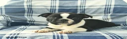 Boston Terrier dogs for sale: Finn  - Ad 2