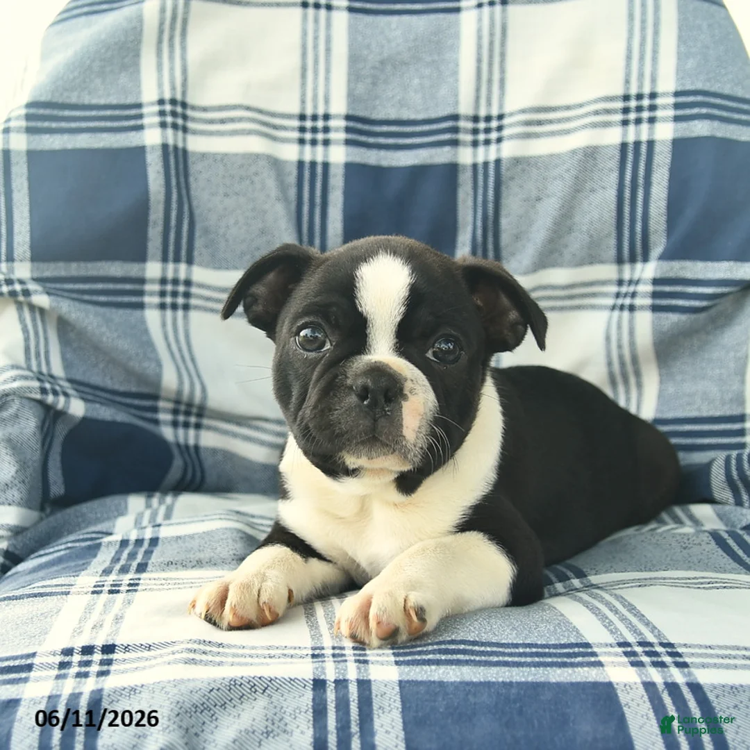 Boston Terrier dogs for sale: Finn  - Ad 2