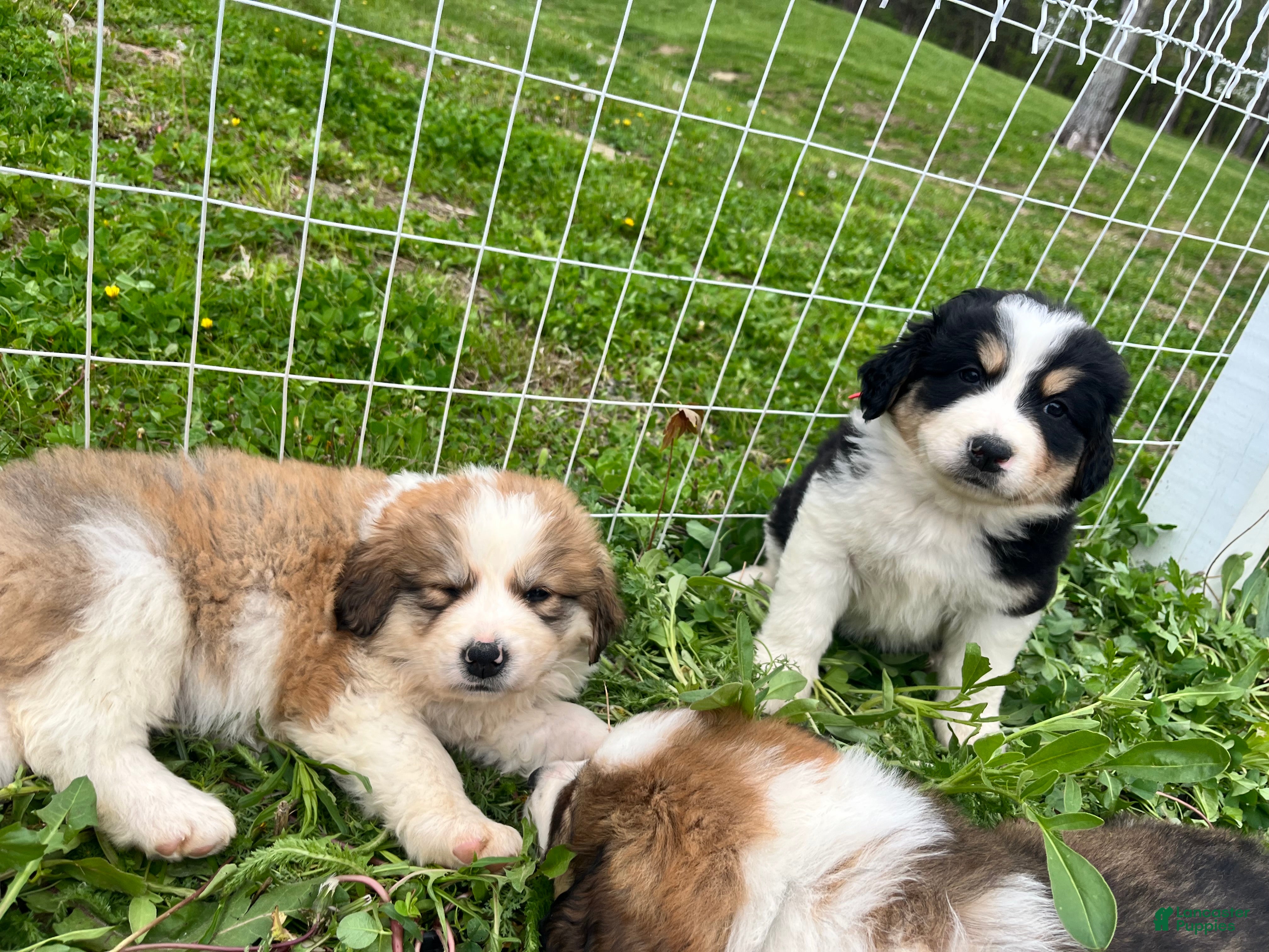 Mixed Breed dogs Daisy - Ad 4