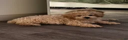 Toy Poodle dogs for sale: Toy Poodle Puppy 1 - Ad 2