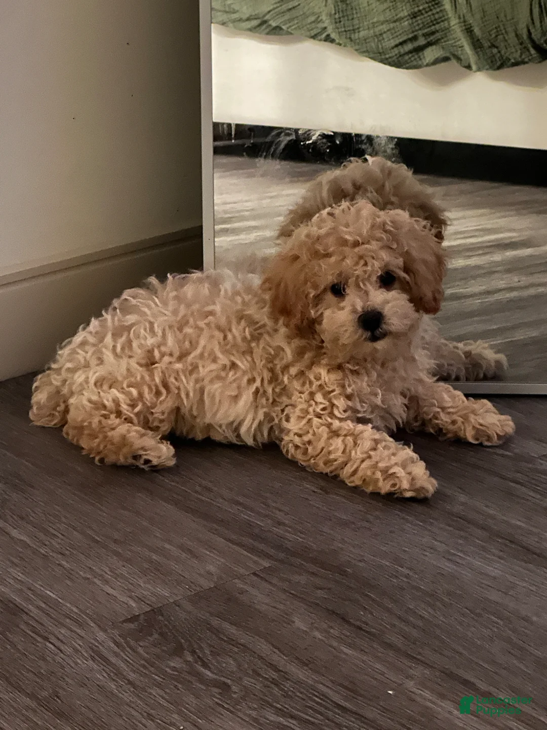 Toy Poodle dogs for sale: Toy Poodle Puppy 1 - Ad 2
