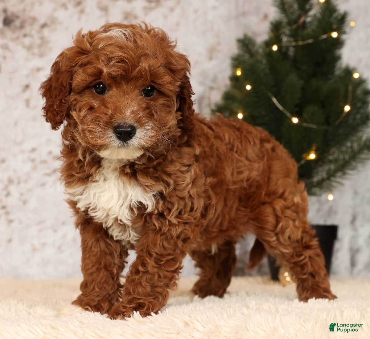 Cavapoo dogs Nolan - Ad 11
