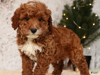 Cavapoo dogs Nolan - Ad 23