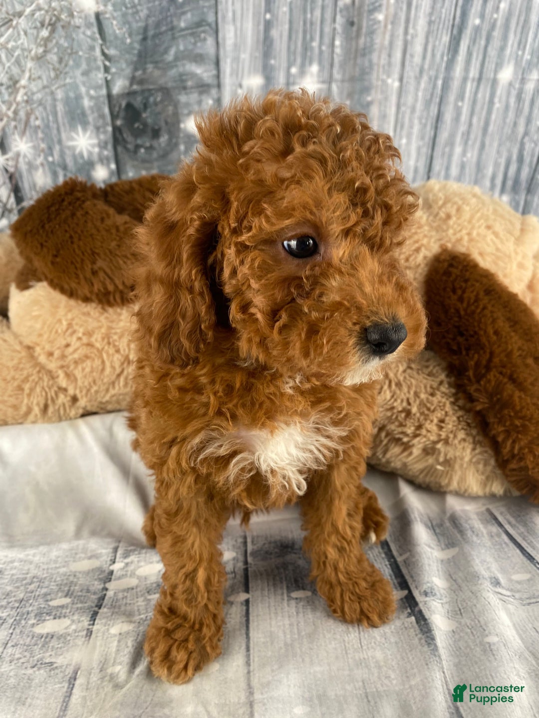 Miniature Poodle dogs for sale: Harley - Ad 6