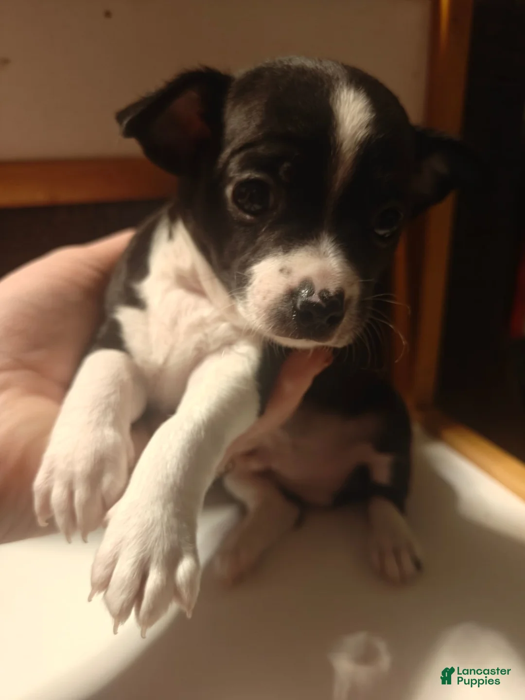 Chihuahua dogs for sale: Chihuahua 2 M - Ad 2