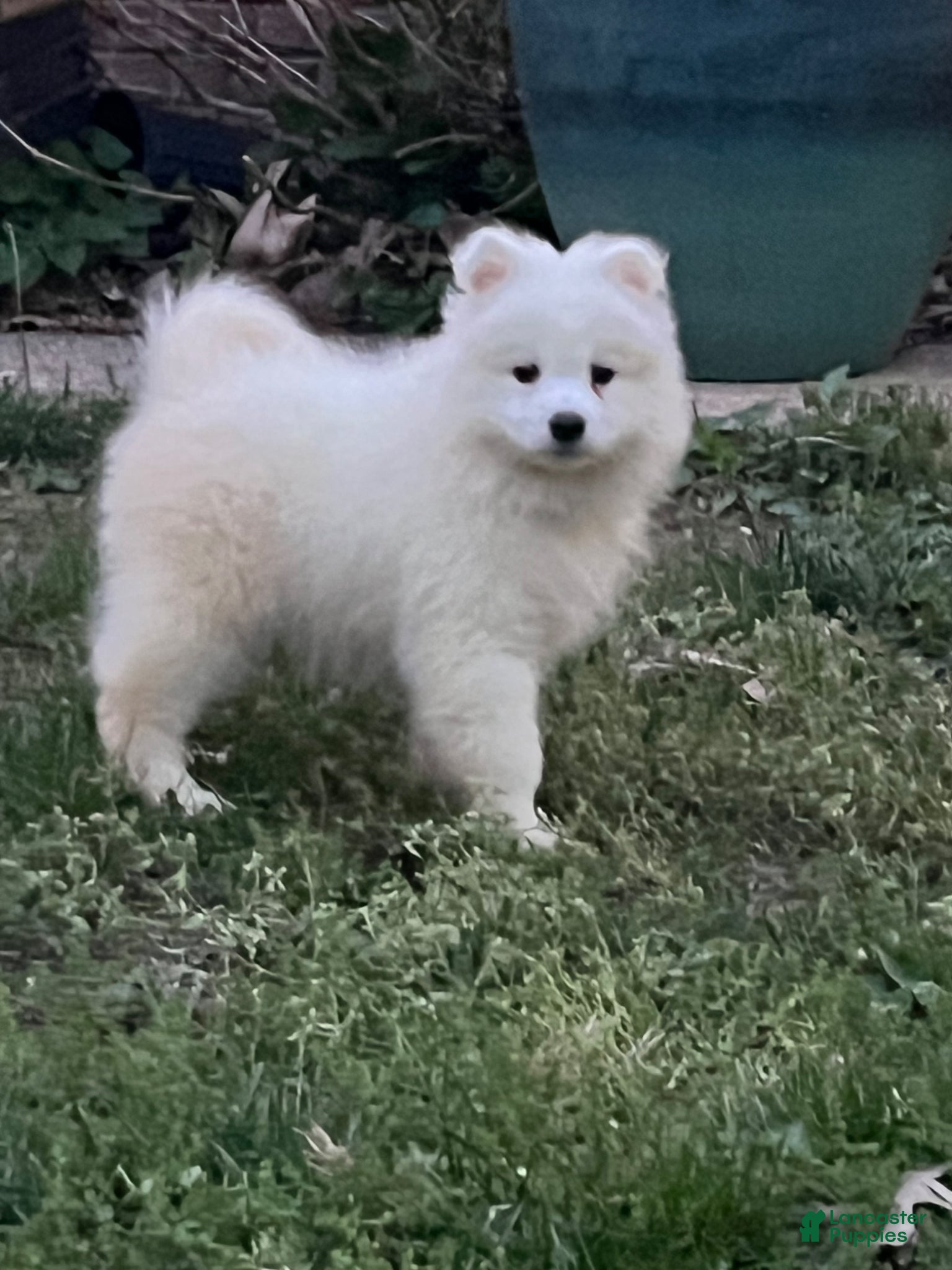 Samoyed dogs Samoyed Puppy 1 - Ad 22