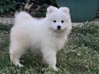 Samoyed dogs Samoyed Puppy 1 - Ad 22