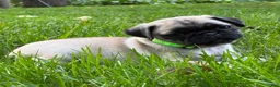 Pug dogs for sale: Harlo - Ad 4