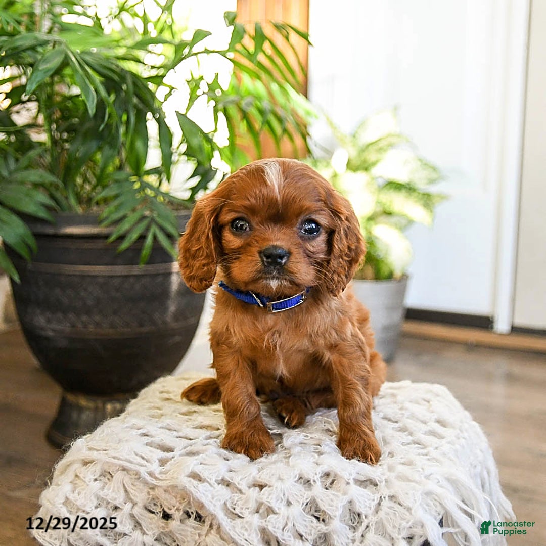 Cavalier King Charles Spaniel dogs for sale: Cinnamon - Ad 3