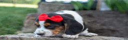 Beagle dogs for sale: Chip🐶 - Ad 6