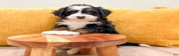 Mini Bernedoodle dogs for sale: Skye - Ad 3