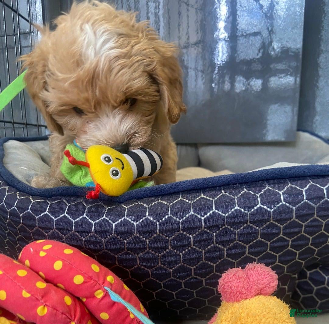 Maltipoo dogs Mike - Ad 2