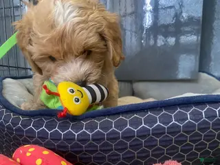 Maltipoo dogs Mike - Ad 19