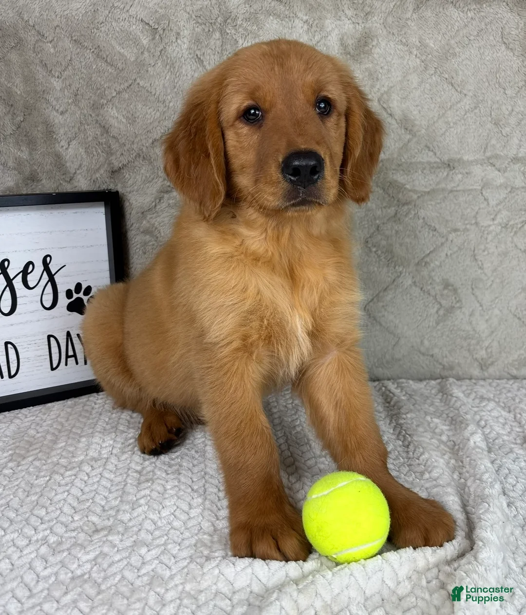 Golden Retriever dogs for sale: Ginger - Ad 2