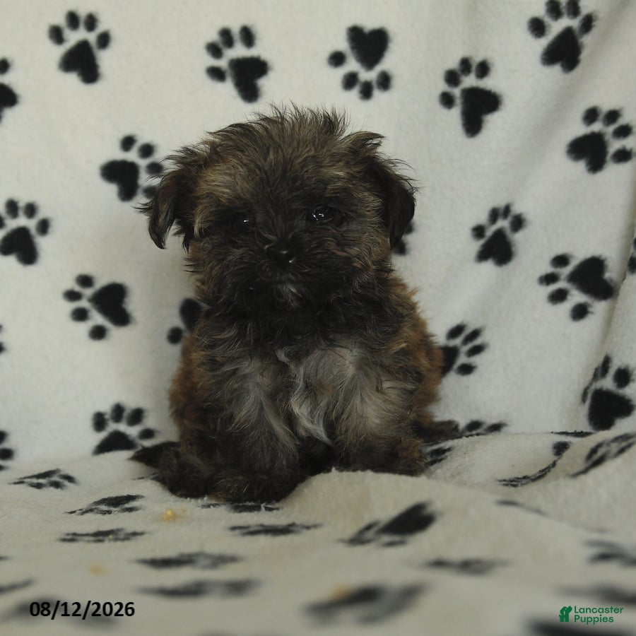 Shorkie dogs Ike - Ad 1