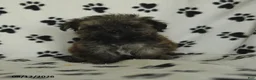 Shorkie dogs for sale: Ike - Ad 1