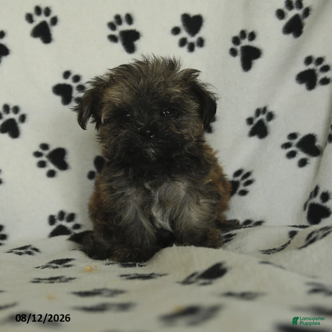 Shorkie dogs for sale: Ike - Ad 1