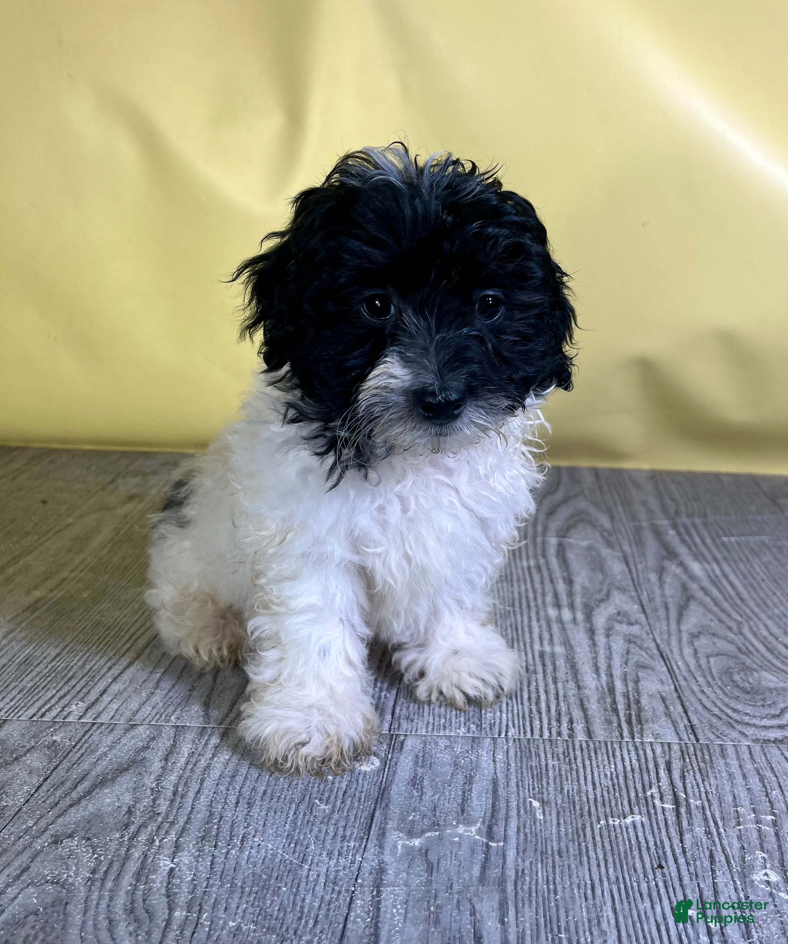 Teddy Bear dogs Oreo - Ad 1