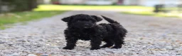Yorkiepoo dogs for sale: Torie - Ad 3