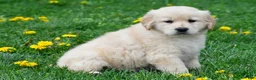 Golden Retriever dogs for sale: Cassandra - Ad 14