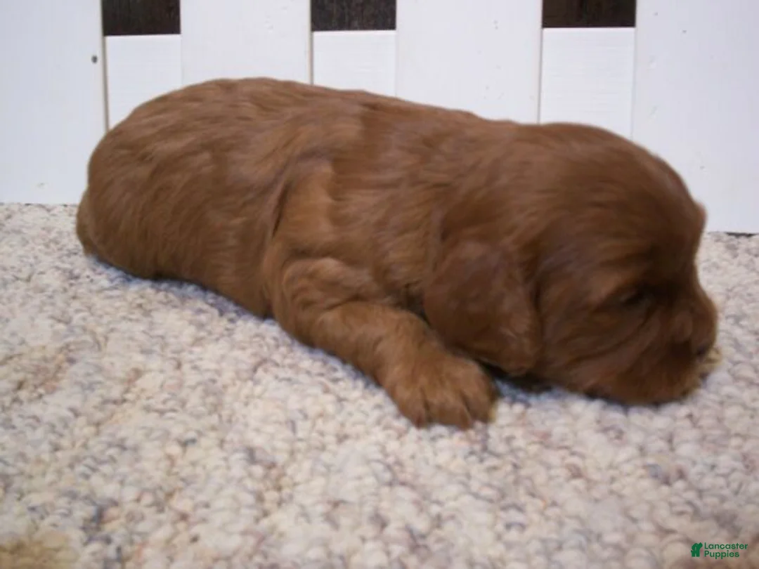 Cavapoo dogs for sale: Daisy - Ad 2