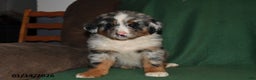 Mixed Breed dogs for sale: Lily - Ad 3