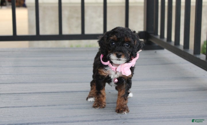 Miniature Poodle dogs Athena  - Ad 1