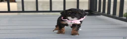 Miniature Poodle dogs for sale: Athena  - Ad 10