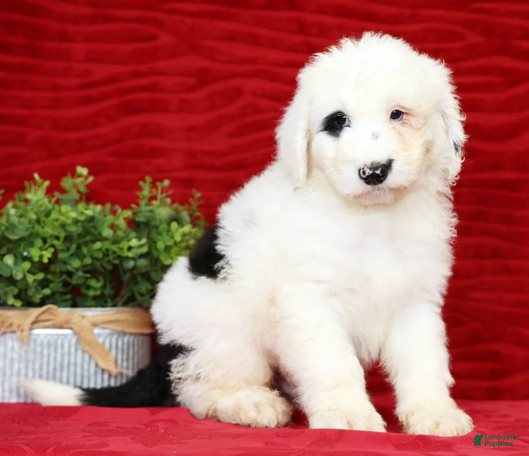 Sheepadoodle dogs for sale: Turbo - Ad 2