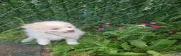 Pomeranian dogs for sale: Arcanine - Ad 27