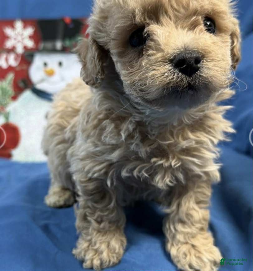Toy Poodle dogs Mike - Ad 29