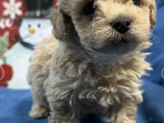 Toy Poodle dogs Mike - Ad 29