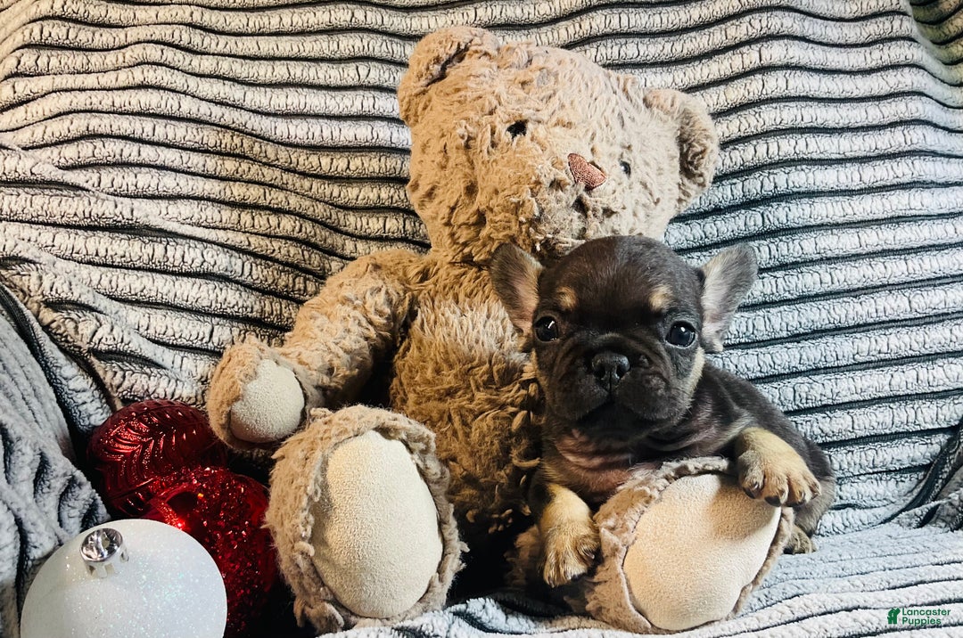 French Bulldog dogs for sale: Theo  - Ad 1