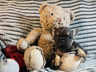 French Bulldog dogs Theo - Ad 7