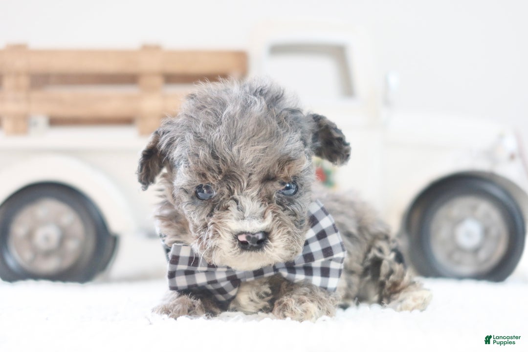 Toy Poodle dogs for sale: Dasher - Ad 5
