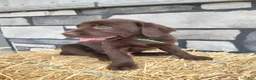 Labrador Retriever dogs for sale: Rascal - Ad 2