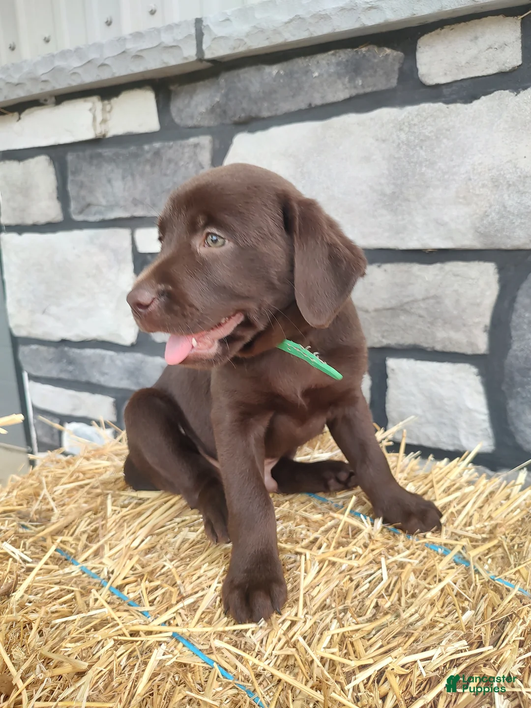 Labrador Retriever dogs for sale: Rascal - Ad 2