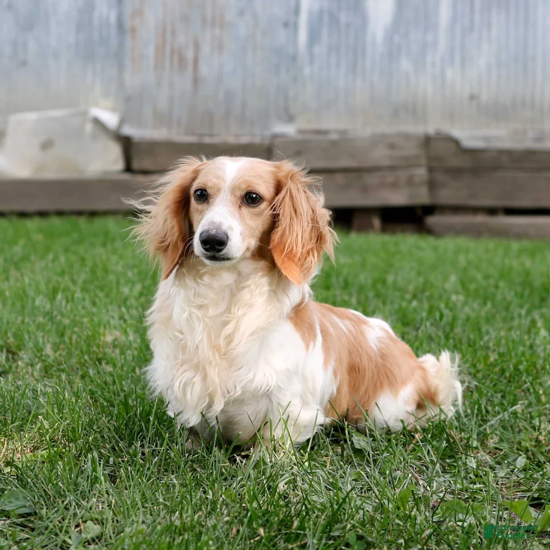 Miniature Dachshund dogs for sale: Pearl Miniature Dachshund Puppy  - Ad 6