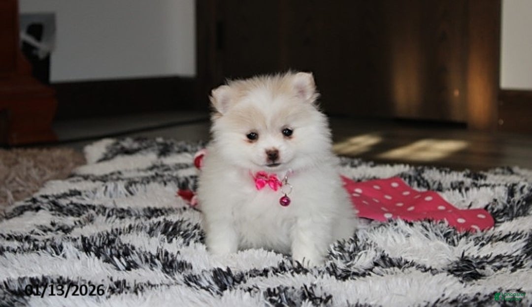 Pomeranian dogs for sale: Allie - Ad 10