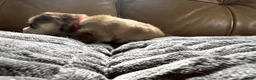 Mixed Breed dogs for sale: Red Girl - Ad 8